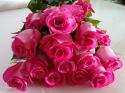  ROSA PURPLE CEZANNE FUCSIA 60CM ECU  