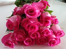  ROSA PURPLE CEZANNE FUCSIA 60CM ECU  