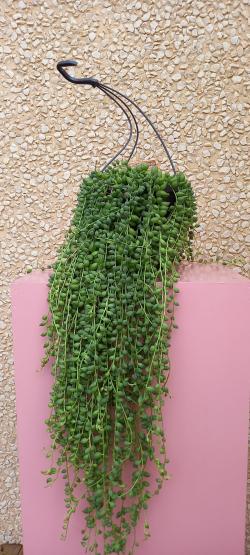  PLANTA SENECIO HERREIANUS COLG X3 C17