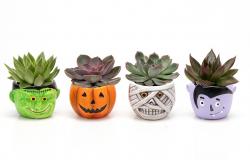  MACETA CALAVERA HALLOWEEN 2025