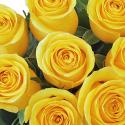  ROSA BRIGHTON AMARILL 70CM ECU 
