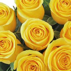  ROSA BRIGHTON AMARILL 70CM ECU 