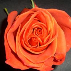  ROSA ORANGE CRUSH NARANJA 60CM ECU 
