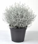  PLANTA  CALOCEPHALUS BROWNI X10  C12
