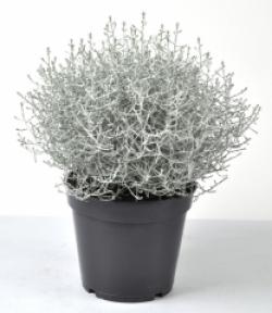  PLANTA  CALOCEPHALUS BROWNI X10  C12
