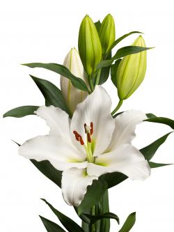  LILIUM OR TOUREGA BLANCO