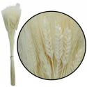  TRITICUM BLANCO TINTADO ESPIGA 