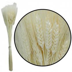  TRITICUM BLANCO TINTADO ESPIGA 