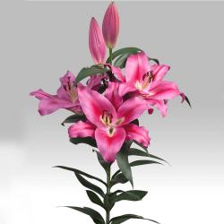  LILIUM OR MARENGO FUCSIA