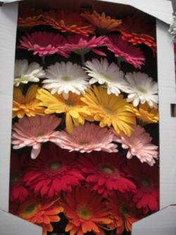  GERBERA CAJA X25