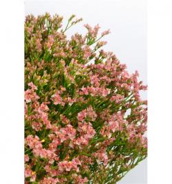  LIMONIUM MAXIMA DIAMOND BICOLOR  NAR-AMAR