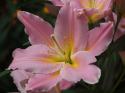  LILIUM OR VENDOME ROSA 