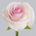  ROSA LORRAINE ROSA 70CM ECU 