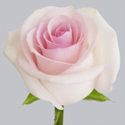  ROSA LORRAINE ROSA 60CM ECU 
