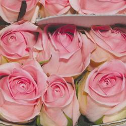  ROSA LUCIANO ROSA 60CM ECU 