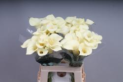  CALA SNOWSTAR BLANCA