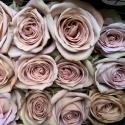  ROSA AMNESIA LILA 50CM