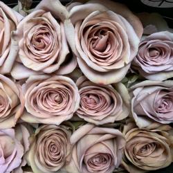  ROSA AMNESIA LILA 50CM
