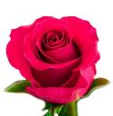  ROSA GOTCHA FUCSIA 70CM ECU 