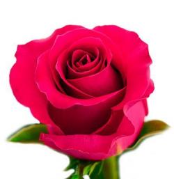  ROSA GOTCHA FUCSIA 70CM ECU 