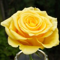  ROSA MOMENTUM AMARILL 70CM