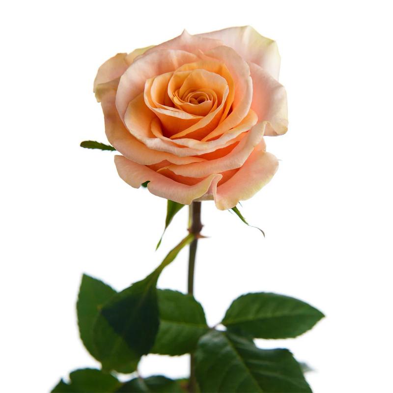  ROSA PHOENIX 60CM ECU