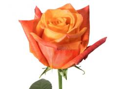  ROSA SUNSET GLORY BICOL NARANJA 60CM ECU