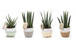  MACETA TONOS CREMAS 6CM