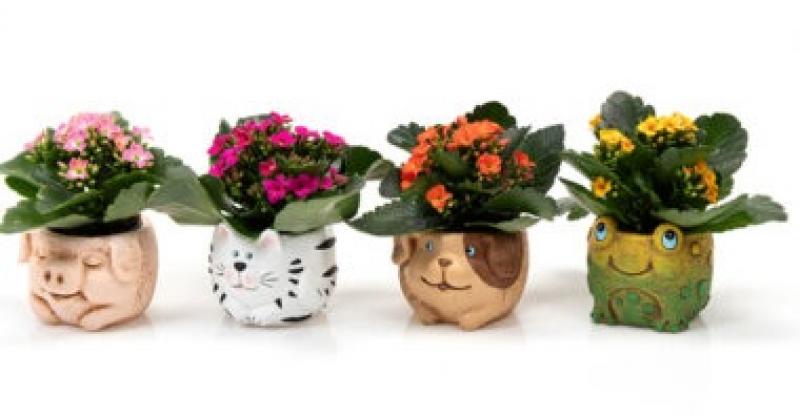  MACETA ANIMALITOS XS