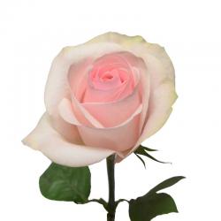  ROSA NOVIA ROSA CLAR 70CM ECU