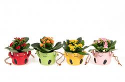  MACETA HAPPY FACE 6CM