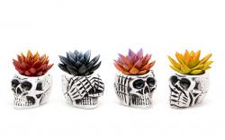  MACETA CALAVERA  HALLOWEEN  1