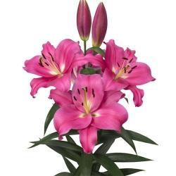  LILIUM OR LOVERSTOWN ROSA