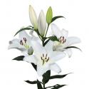  LILIUM OR GALIBIER BLANC