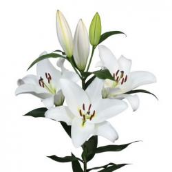  LILIUM OR GALIBIER BLANC