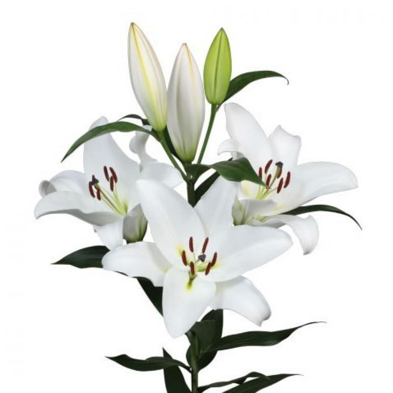  LILIUM OR GALIBIER BLANC