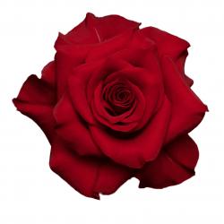 ROSA MAMMA MIA ROJ 70CM ECU