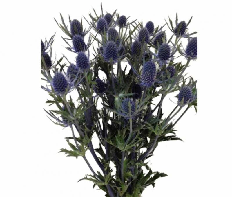 ERYNGIUM- CARDO AZUL - Canalflor .