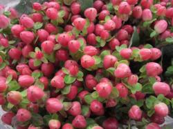  HYPERICUM ROJ