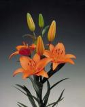  LILIUM NARANJA