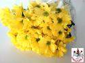  CRISANTEMO CELEBRATE AMARILLO
