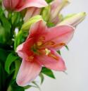  LILIUM ROSA