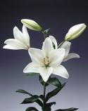  LILIUM BLANCO