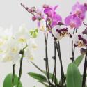  PLANTA PHALAENOPSIS C12  3-4V