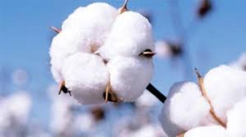  COTTON  