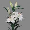  LILIUM OR SANTANDER BLANCO