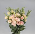  LISIANTHUS HOLANDA CHAMPAGNE