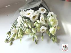  LISIANTHUS HOLANDA BLANCO