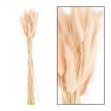  LAGURUS ROSA SECO 50CM 35GR  