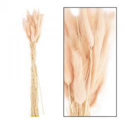  LAGURUS ROSA SECO 50CM 35GR  